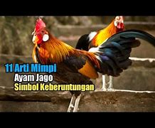 Arti Mimpi Ayam Aduan Menang